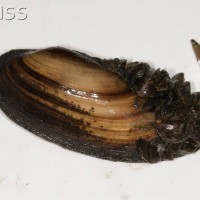 Zebra Mussel